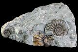 Ammonite (Promicroceras) Cluster - Somerset, England #86232-1